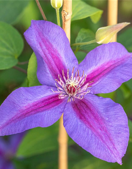 Clematis hybrida 'Mrs. N. Thompson'