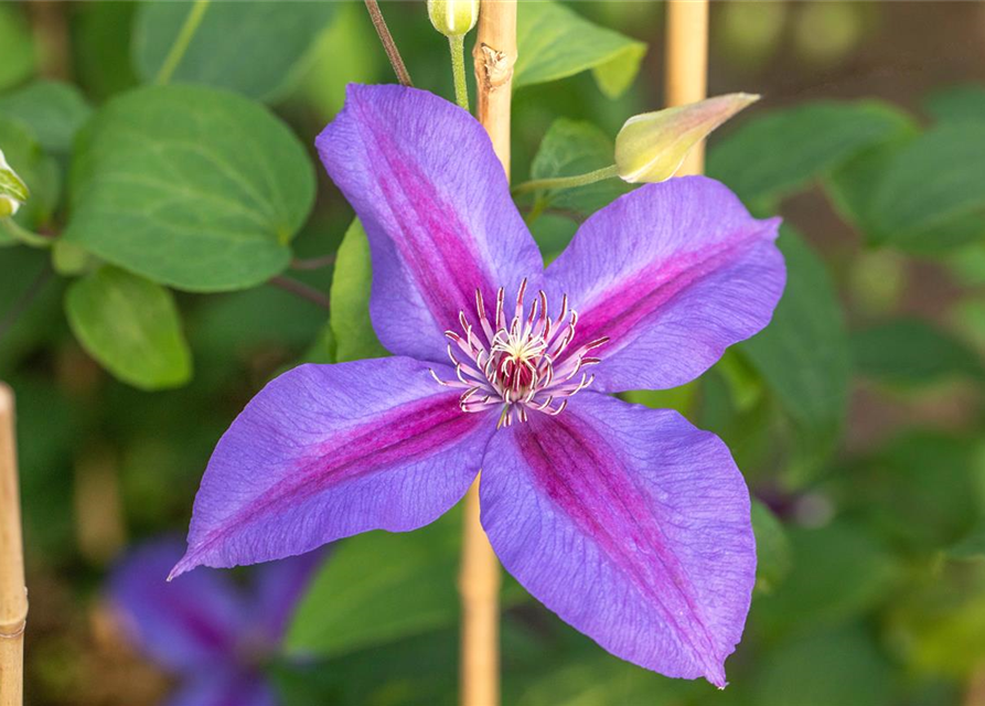 Clematis hybrida 'Mrs. N. Thompson'