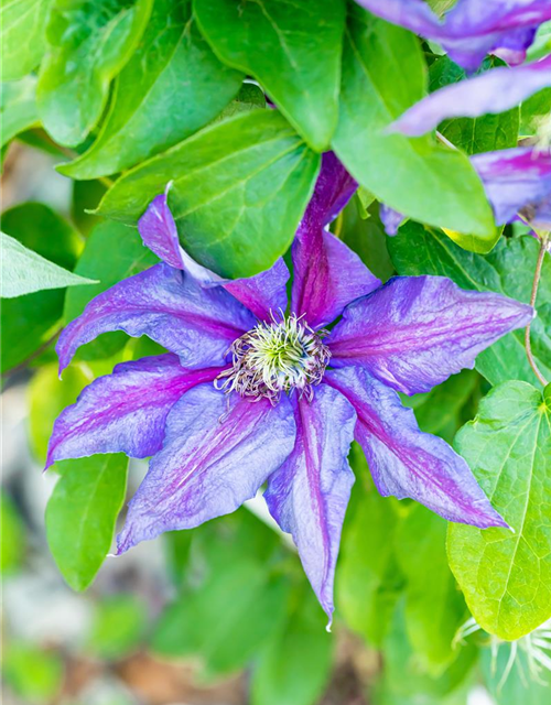 Clematis hybrida 'Mrs. N. Thompson'