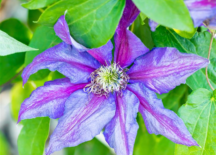 Clematis hybrida 'Mrs. N. Thompson'