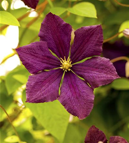 Clematis viticella 'Royal Velours'