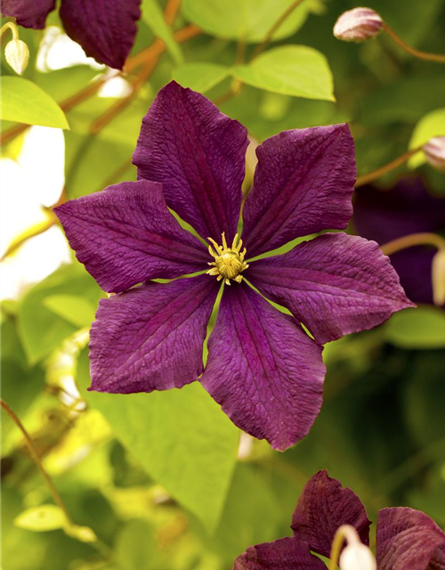 Clematis viticella 'Royal Velours'