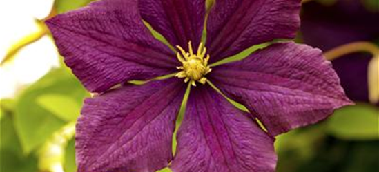 Clematis viticella 'Royal Velours'