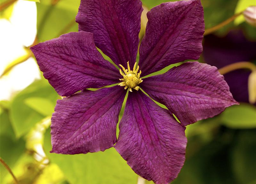 Clematis viticella 'Royal Velours'