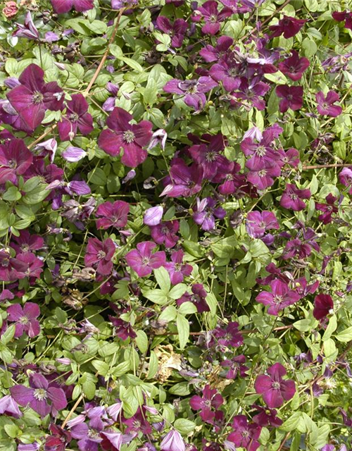 Clematis viticella 'Royal Velours'