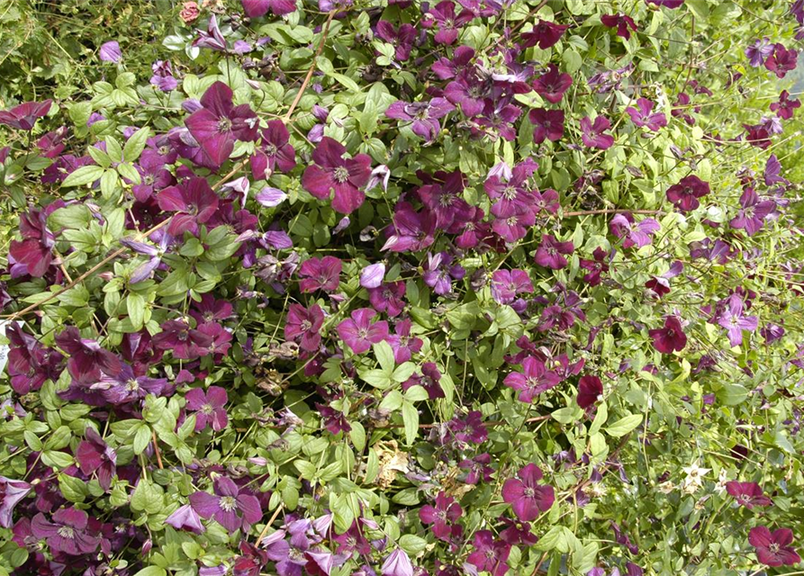 Clematis viticella 'Royal Velours'