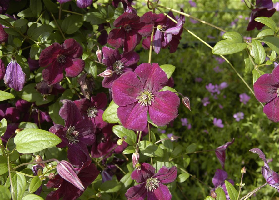 Clematis viticella 'Royal Velours'