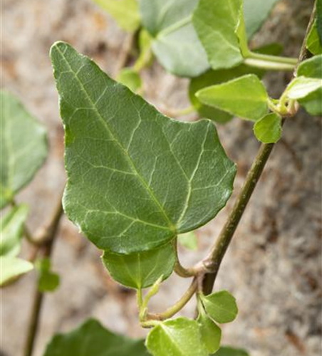 Hedera helix 'Mein Herz'