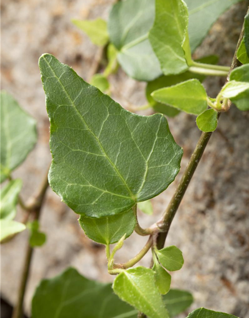 Hedera helix 'Mein Herz'