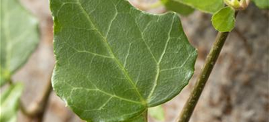 Hedera helix 'Mein Herz'