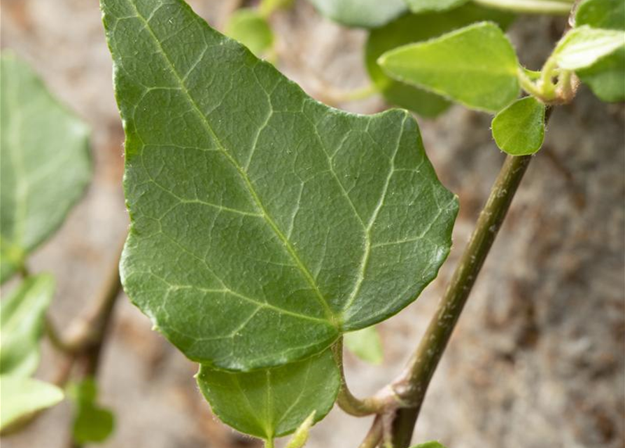 Hedera helix 'Mein Herz'