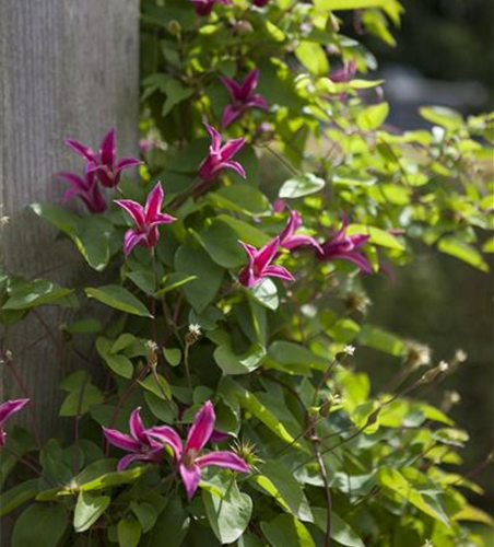 Clematis texensis 'Princess Diana'