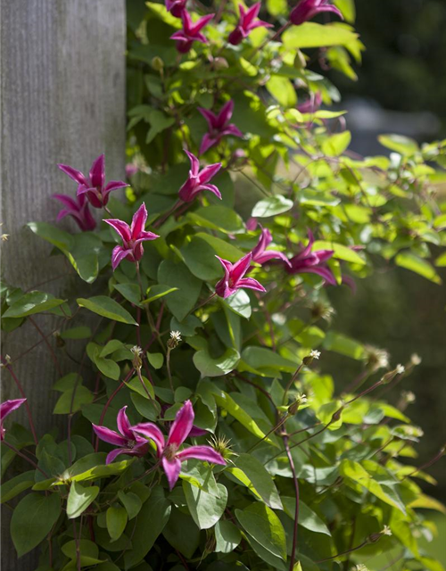 Clematis texensis 'Princess Diana'