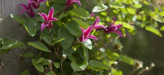 Clematis texensis 'Princess Diana'