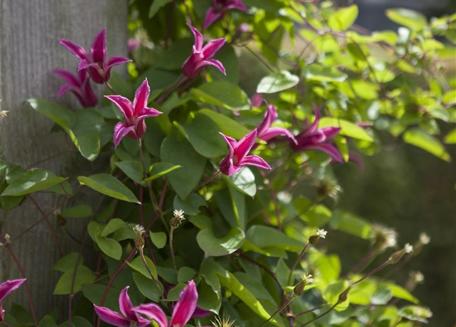 Clematis texensis 'Princess Diana'