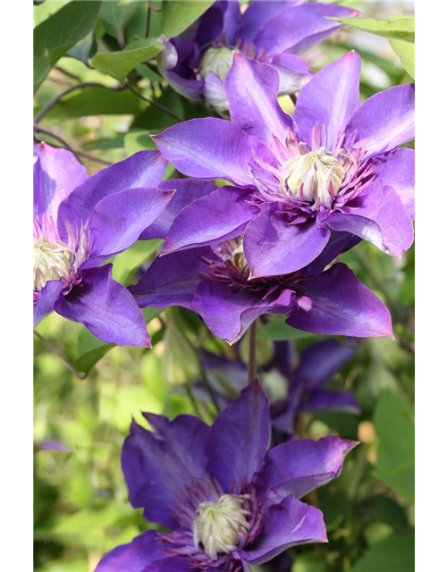 Clematis hybrida 'Multi Blue'