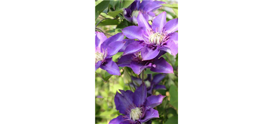 Clematis hybrida 'Multi Blue'