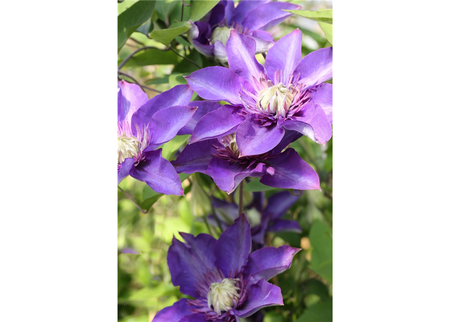 Clematis hybrida 'Multi Blue'