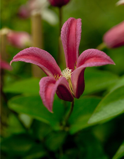 Clematis texensis 'Princess Diana'