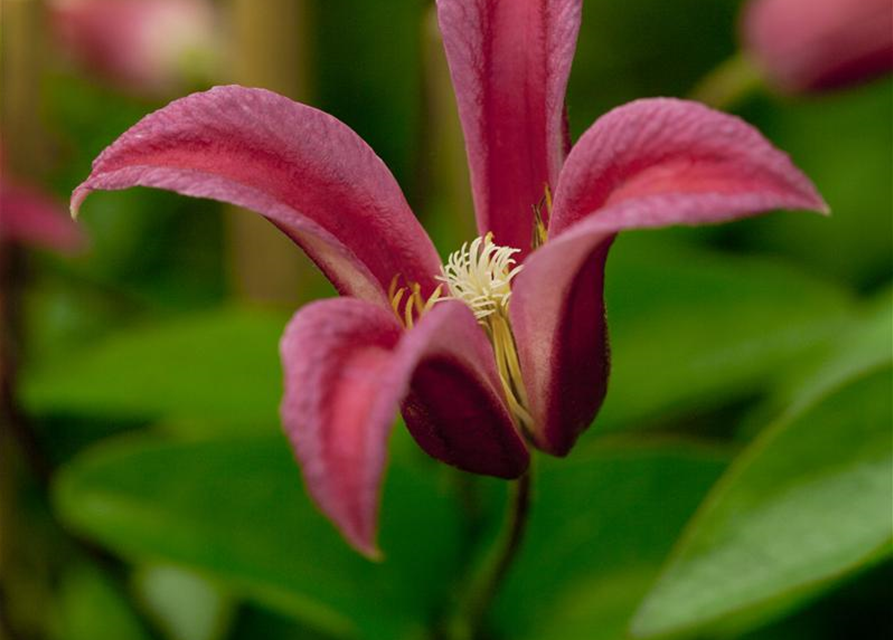 Clematis texensis 'Princess Diana'