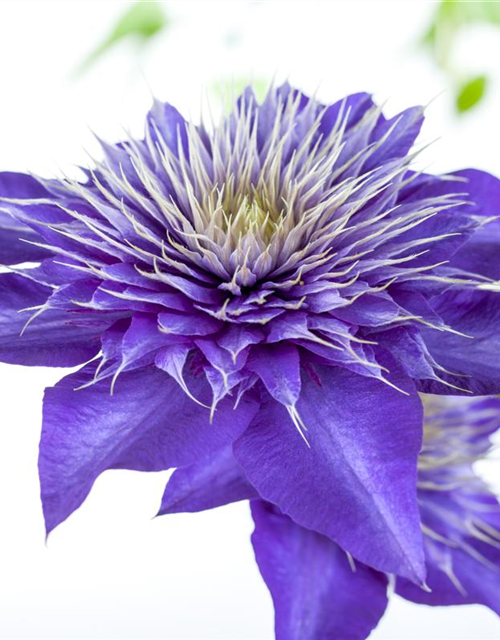 Clematis hybrida 'Multi Blue'