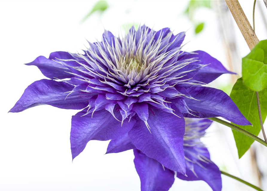 Clematis hybrida 'Multi Blue'