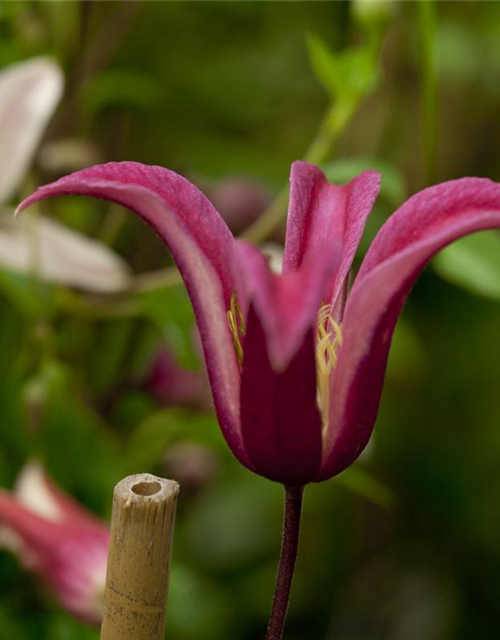 Clematis texensis 'Princess Diana'