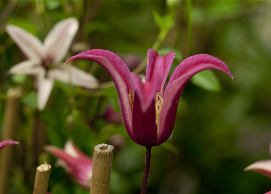 Clematis texensis 'Princess Diana'