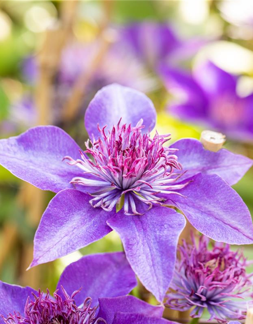 Clematis hybrida 'Multi Blue'