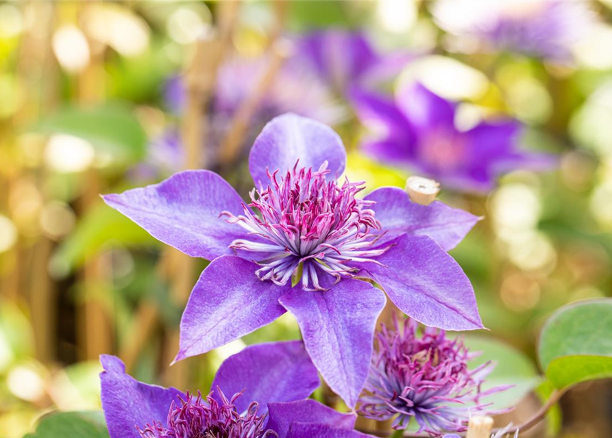 Clematis hybrida 'Multi Blue'