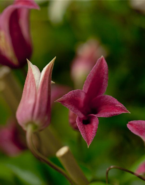 Clematis texensis 'Princess Diana'