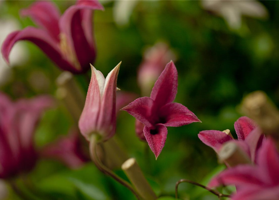 Clematis texensis 'Princess Diana'