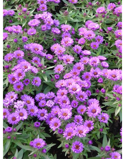 Aster novae-angliae 'Purple Dome' 