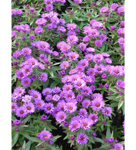 Aster novae-angliae 'Purple Dome' 