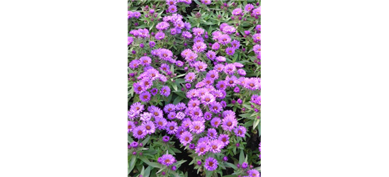 Aster novae-angliae 'Purple Dome' 