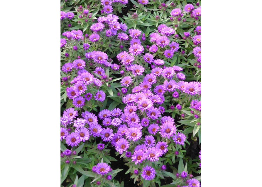 Aster novae-angliae 'Purple Dome' 