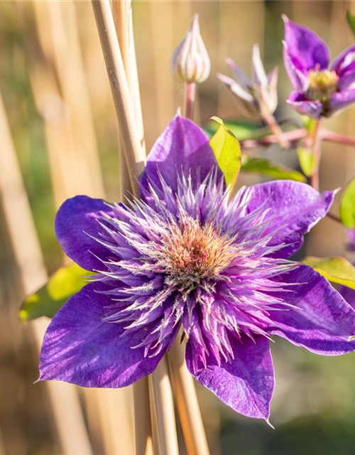 Clematis hybrida 'Multi Blue'