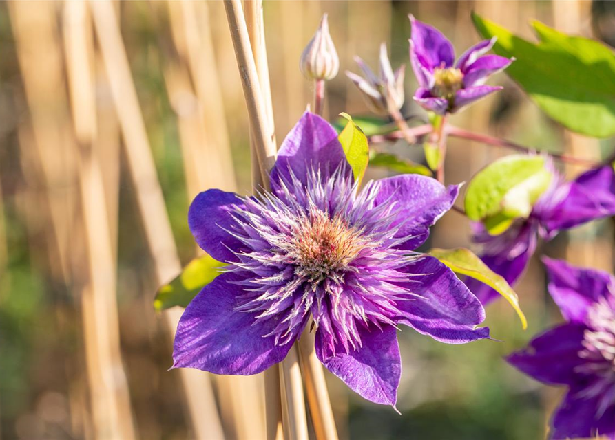 Clematis hybrida 'Multi Blue'