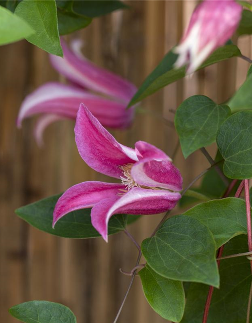 Clematis texensis 'Princess Diana'