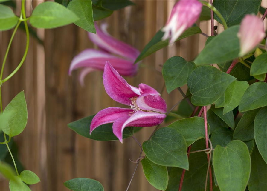 Clematis texensis 'Princess Diana'