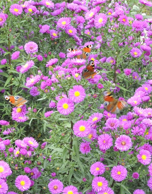 Aster novae-angliae 'Purple Dome' 