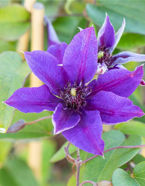 Clematis hybrida 'Multi Blue'