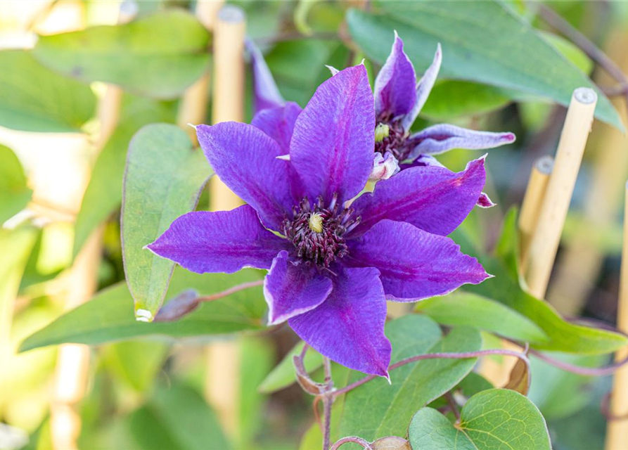 Clematis hybrida 'Multi Blue'