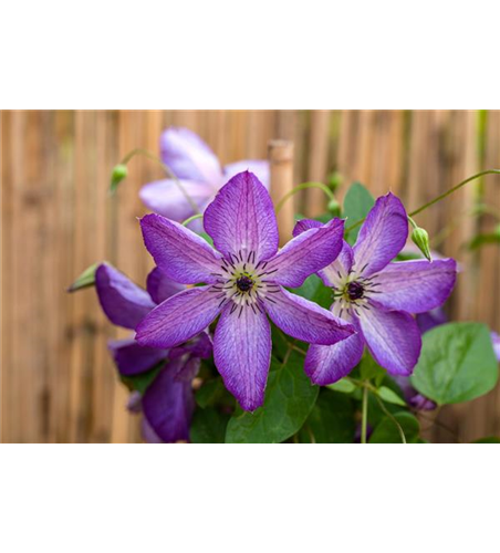 Clematis viticella 'Venosa Violacea'