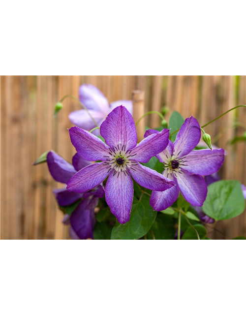 Clematis viticella 'Venosa Violacea'