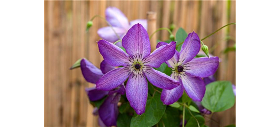 Clematis viticella 'Venosa Violacea'