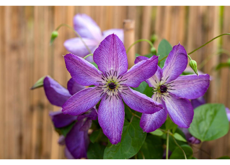 Clematis viticella 'Venosa Violacea'