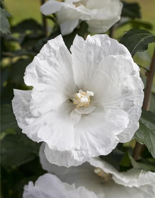 Hibiscus syriacus 'White Pillar'®-S-