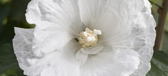 Hibiscus syriacus 'White Pillar'®-S-