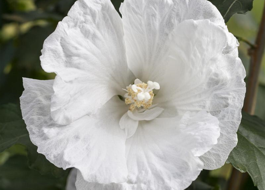 Hibiscus syriacus 'White Pillar'®-S-